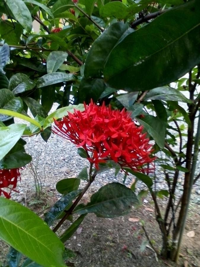 Puerto Vargas Lodge كويتا المظهر الخارجي الصورة